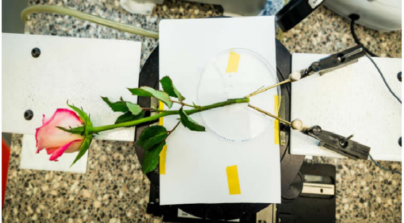 Rose used as a capacitor, future of energy production begins