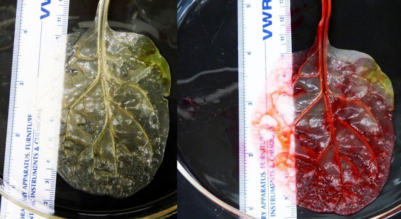Scientists successfully have grown beating heart tissue on the leaf of spinach