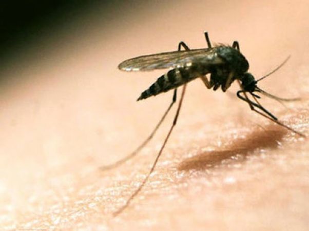 Tata Group will eradicate mosquito malaria by replacing mosquitoes' DNA