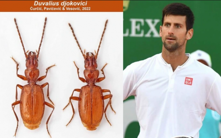 Serbian researchers dedicate a brand-new species of beetle to Djokovic