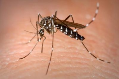If both dengue and chikungunya are caused by mosquito bites, then what is the difference between the two?