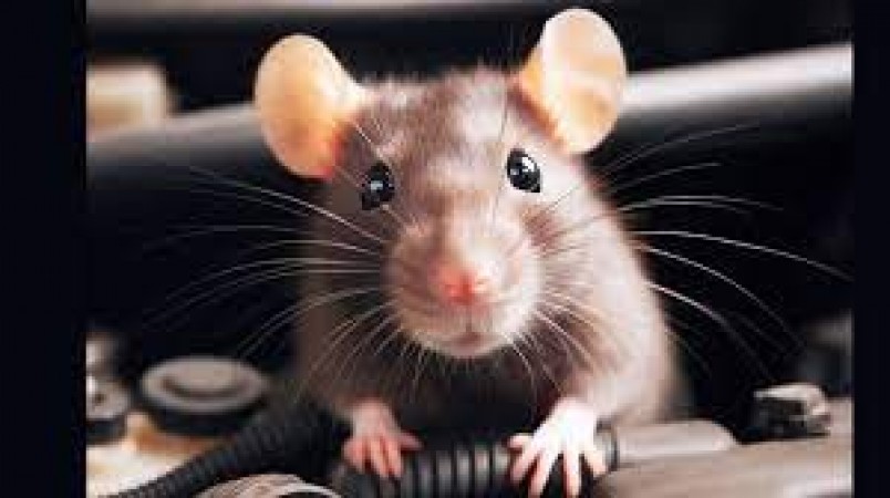 Rats will not enter the car, this small device will make the work easier