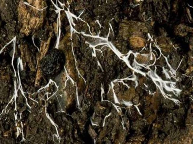 Black fungus declared epidemic in MP, patients to be treated free of cost in hospitals