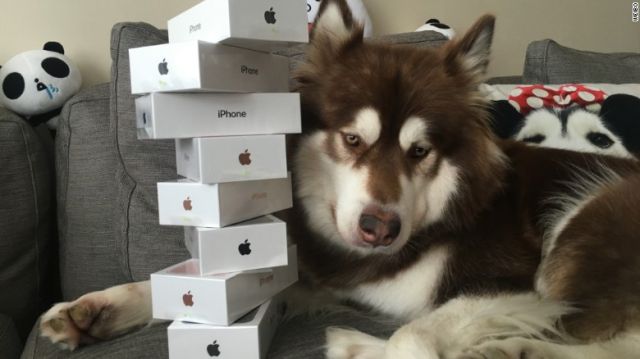 इस शख्स ने ख़रीदे अपने कुत्ते के लिए 8 आईफोन 7