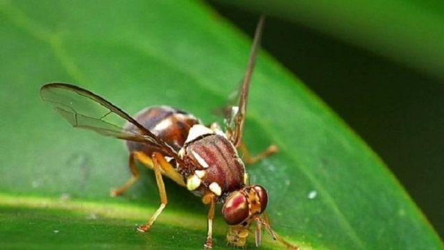 वैज्ञानिको ने किया मक्खी के दिमाग को स्कैन