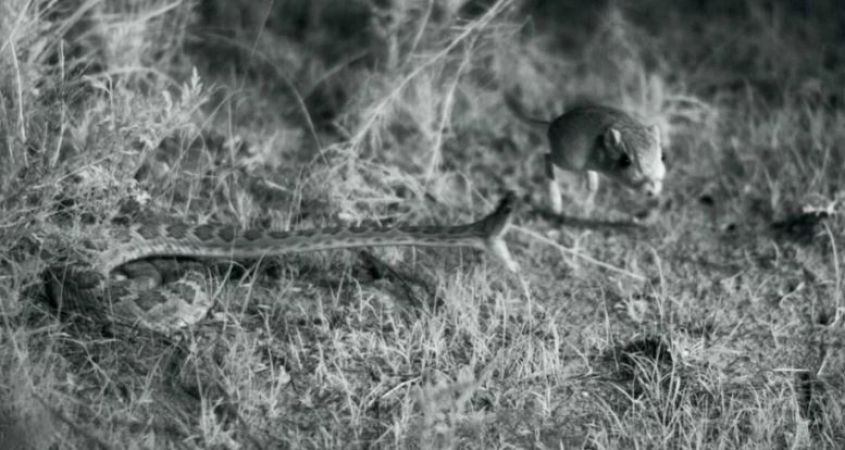 Video : छोटे से चूहे ने सांप की ऐसे बजाई बारा, देखकर हैरान रह जायेंगे आप