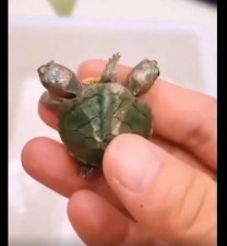 Two-headed turtle going viral, people shocked after watching video