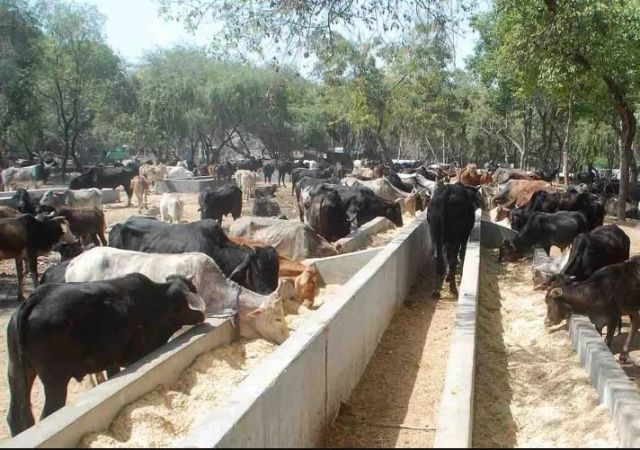 यहां शौचालय का इस्तेमाल करती है गाय, इस तरह प्रदूषण पर लगाई जाएगी रोक