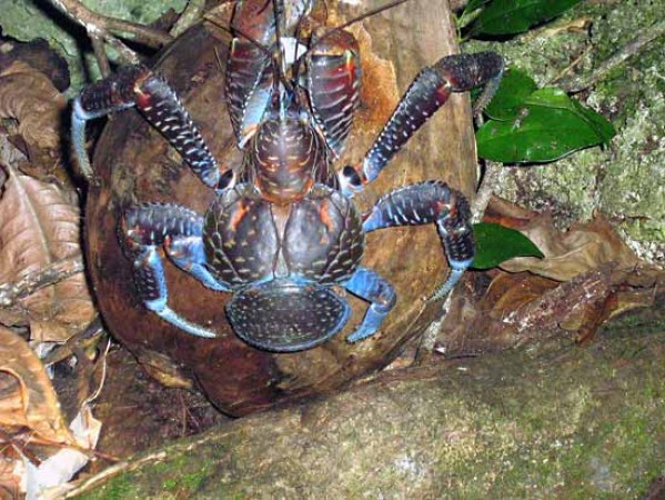 This 'powerful' crab has the power to break a human's bone