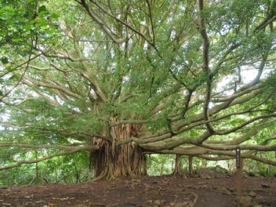 Know interesting things about 250-yr-old giant banyan tree
