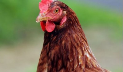 Devrani-Jethani fought among themselves due to chicken and then ate poison
