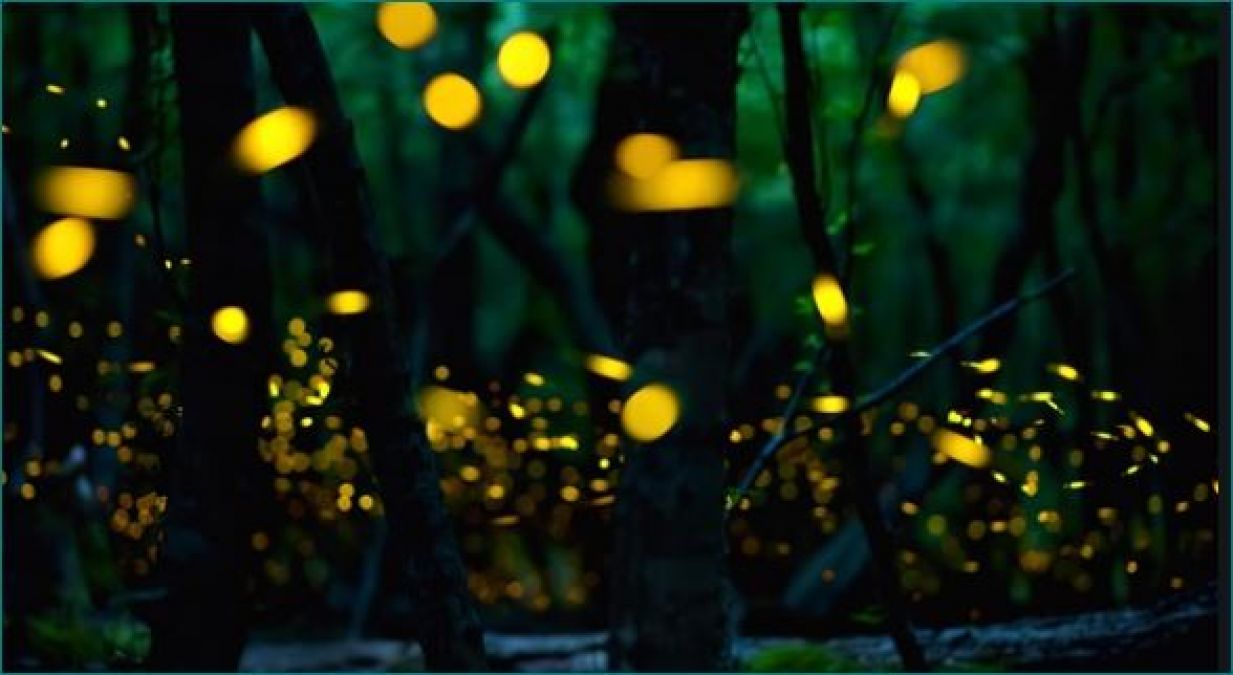 Why do fireflies shine? know here