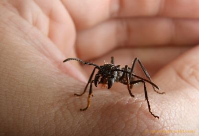 चींटी के काटने के महिला की मौत, सावधान रहे इस चींटी से