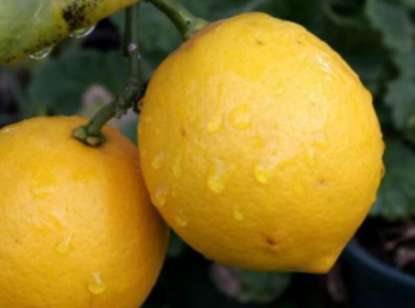 Lemon is also used in fever, know its benefits