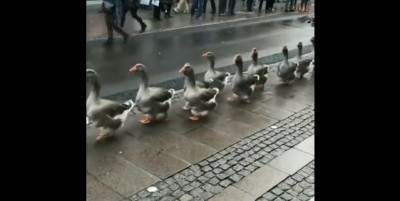 Cute video of swan parade going viral, watch this video