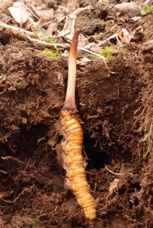 Most expensive Himalayan worm worth lakhs