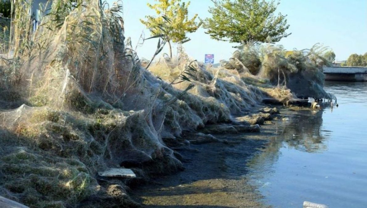 People troubled by the terror of spiders, covered the entire city with nets