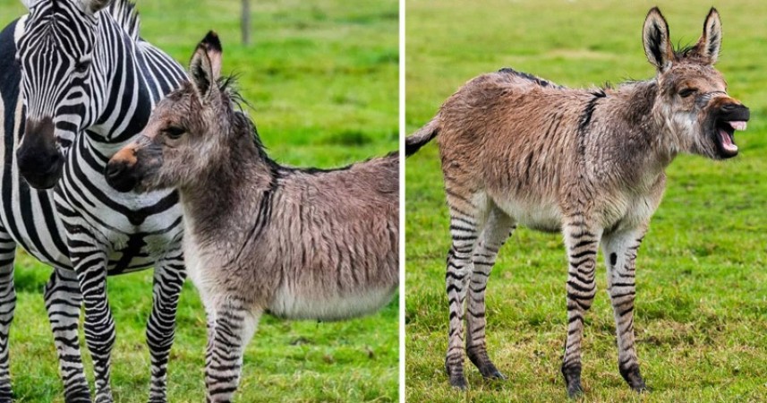 A Zebra Had An Affair With A Donkey And Gave Birth To This Unique creature