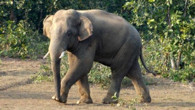 Video of this elephant among corona virus will give you courage