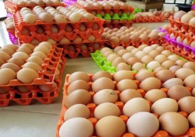 भारत में अंडे के लिए तरसते हैं लोग, लेकिन यहां हर साल 72 करोड़ अंडे होते हैं बर्बाद