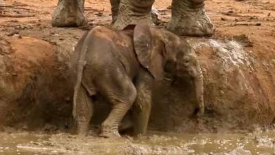 Video : इस हाथी ने मिटटी में फंसे अपने बच्चे को इस तरह बचाया, दिल छू लेगा ये वीडियो