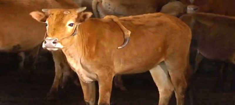 चीन में जन्मी पांच पैर वाली गाय