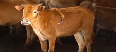 चीन में जन्मी पांच पैर वाली गाय