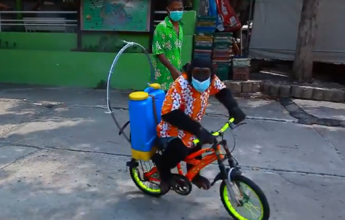 Chimpanzee wears mask and rides a bike to spray sanitizer in Thailand Zoo