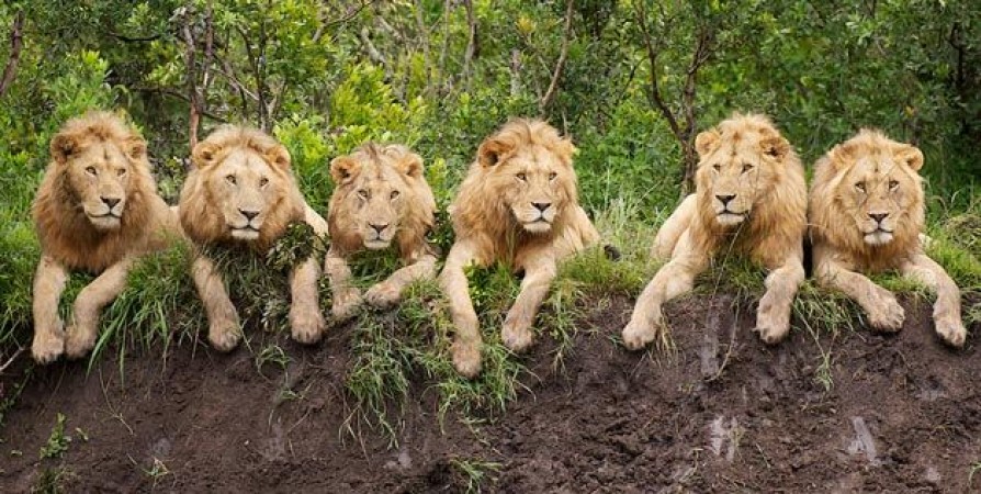 This lion's herd enjoys Lockdown, photo goes viral