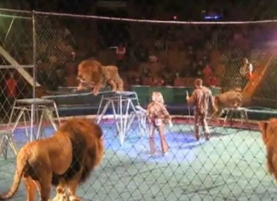 Video : जब सर्कस के बीच शेर ने शख्स पर कर दिया हमला...