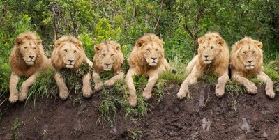 This lion's herd enjoys Lockdown, photo goes viral