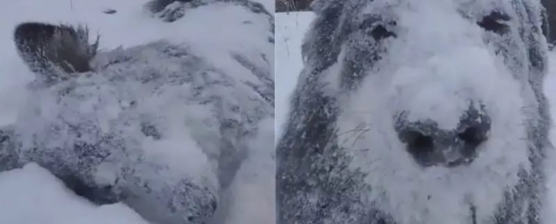 बर्फ में खेलते कुत्ते का वीडियो हो रहा वायरल, आनंद ले रहे हैं लोग