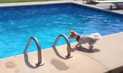 Video : मालिक को पूल में डुबकी लगाते देखा और ये डौगी भी कूद गयी पूल में उन्हें बचाने