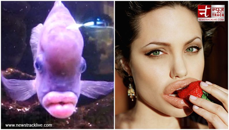 एंजेलिना जोली जैसे है इस मछली के होंठ