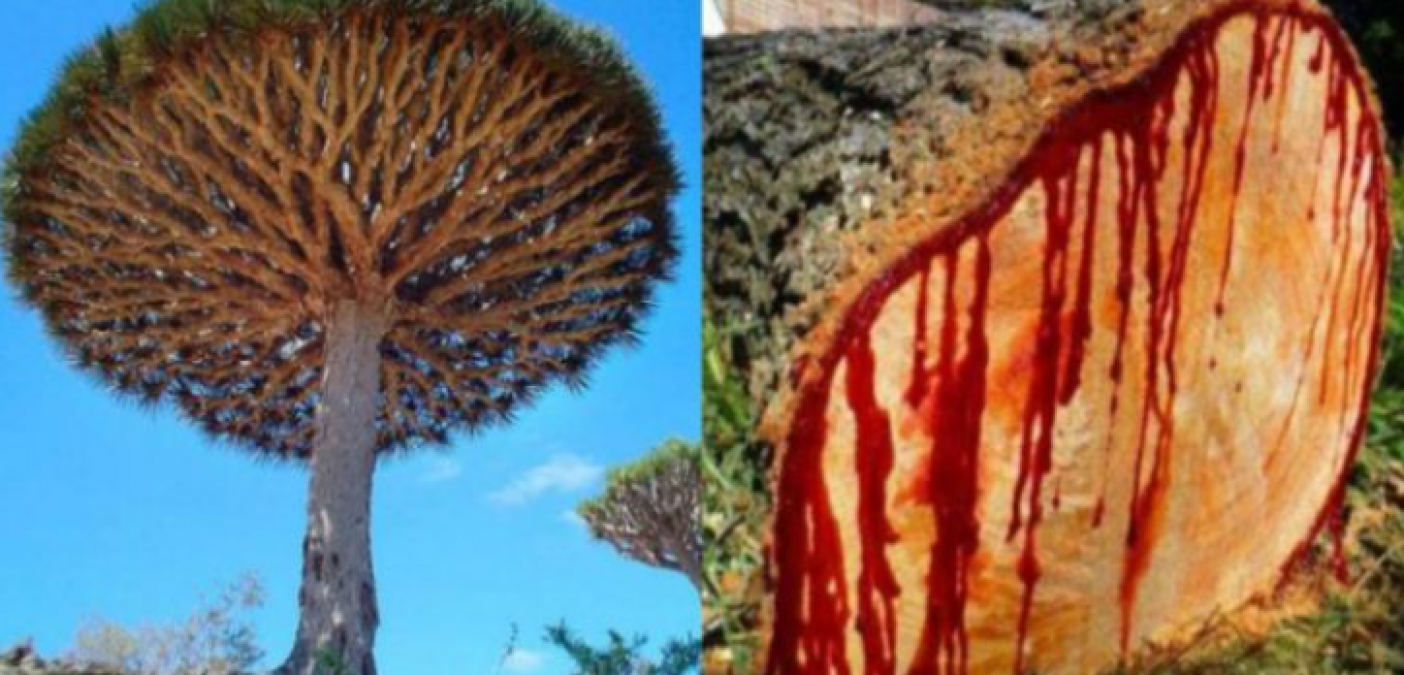 Blood comes out on cutting this tree, people say 'magical powers..'