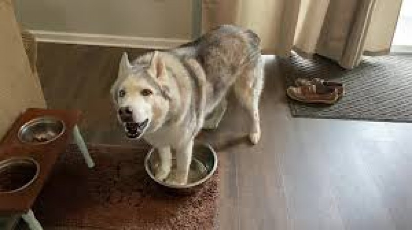 This dog is spending time with his boss in lockdown