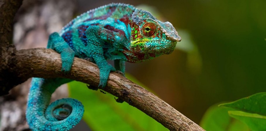 chameleons are able to change the color due to this reason