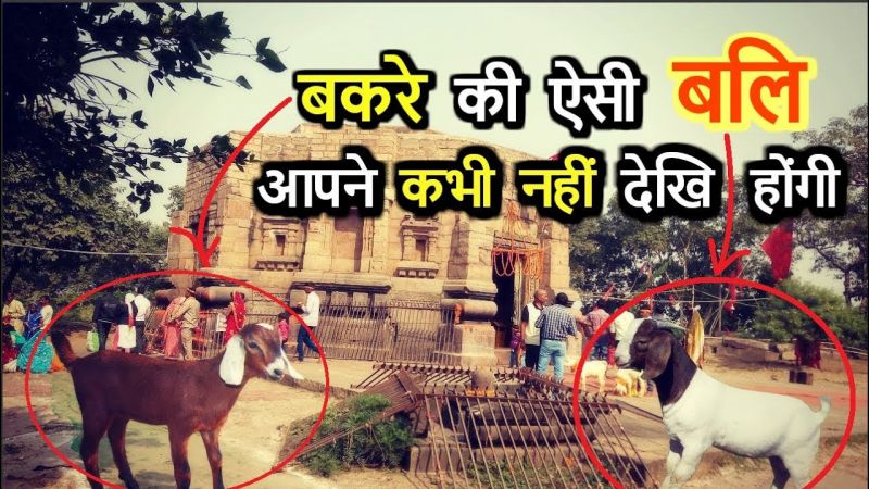 इस मंदिर में चढ़ती है बकरे की बलि, लेकिन फिर होता है ये चमत्कार