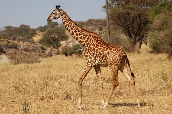 Know these amazing facts related to giraffes