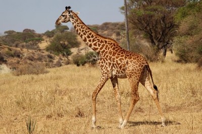 Know these amazing facts related to giraffes