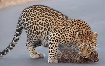 These leopards enjoying lock down like this, watch video here