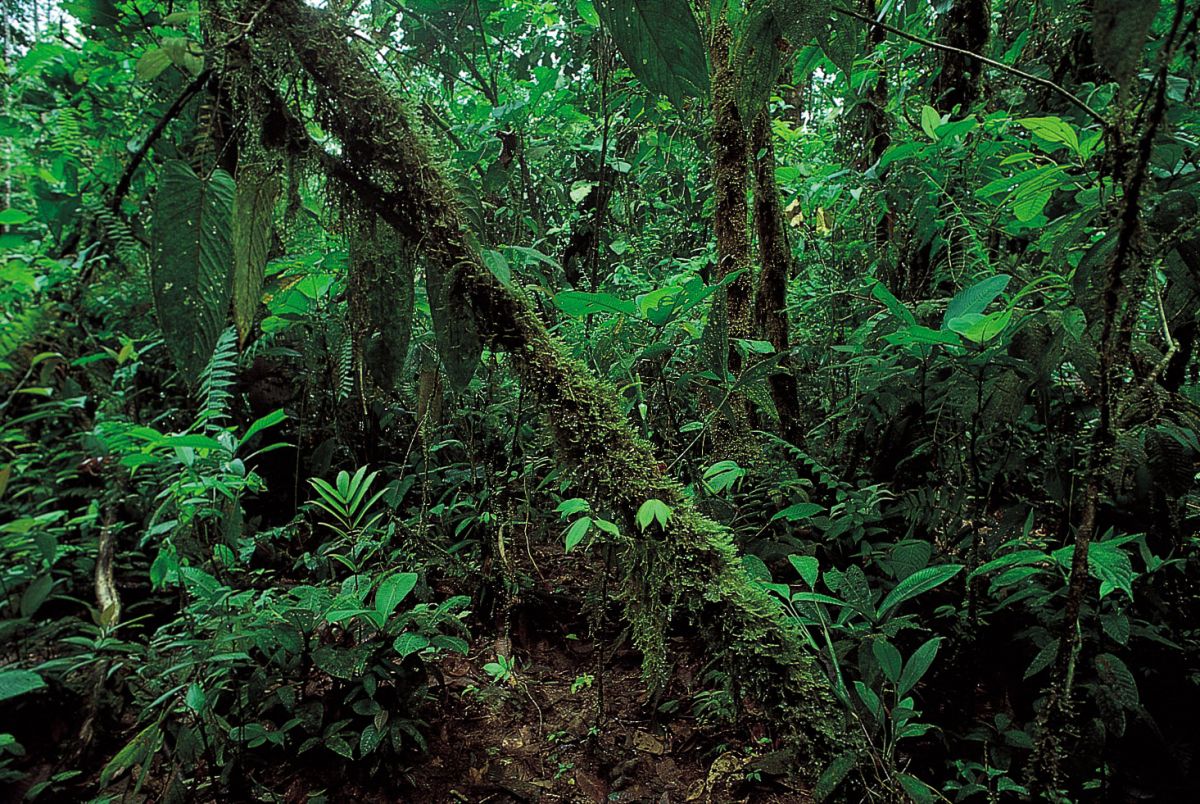 Know interesting facts about worlds second-largest forest congo rainforests