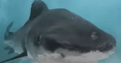 फिल्म निर्माता के कैमरे को देखते ही शार्क ने किया अटैक, वीडियो देखकर उड़ेंगे आपके होश