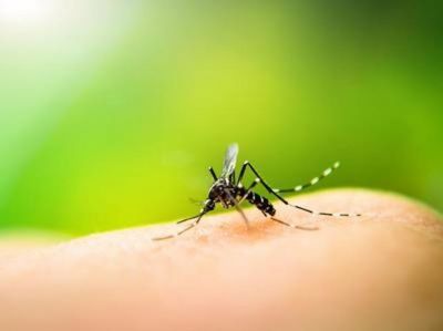 चीन में मिला दुनिया का सबसे बड़ा मच्छर