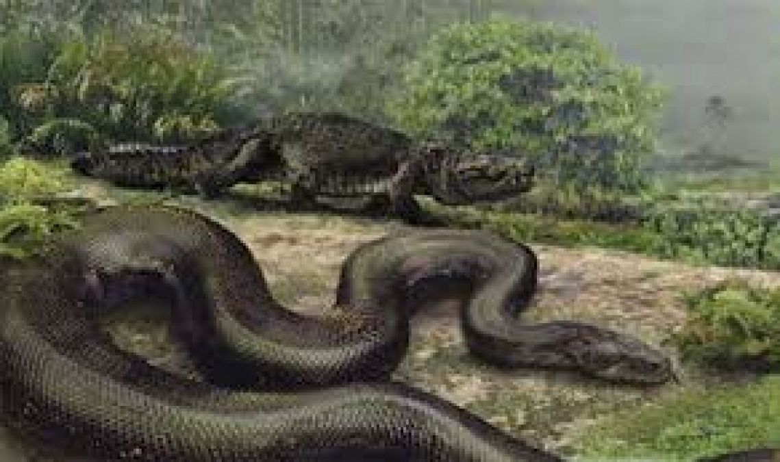 This snake is bigger than anaconda, scientists reveal shocking