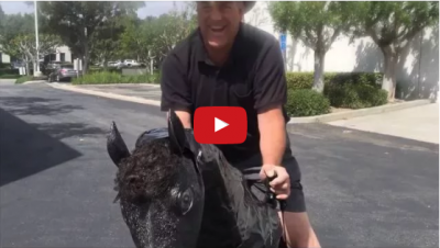 Video : क्या आपने देखी ये अनोखी घोड़े वाली साइकिल?