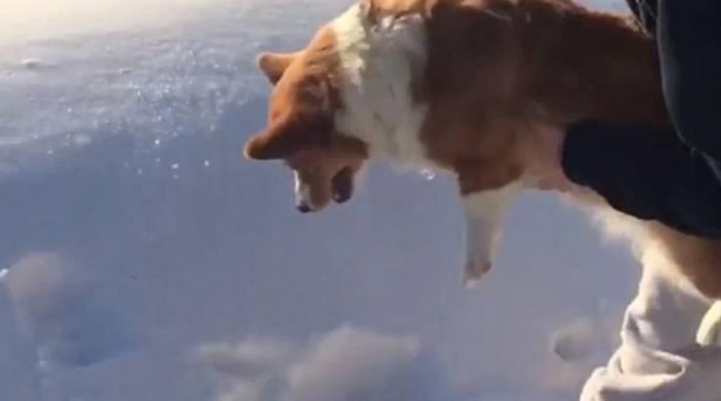 Owner threw dog down from plane! Your soul will tremble too
