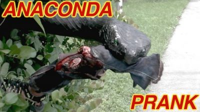 Video : जब अचानक सड़क पर आ गया Anaconda