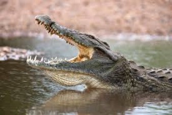 People will come out like this crocodile after lockdown ends! watch funny video here