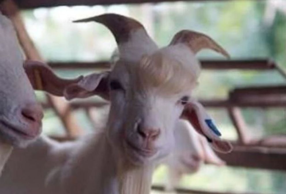 This goat starts posing on seeing camera
